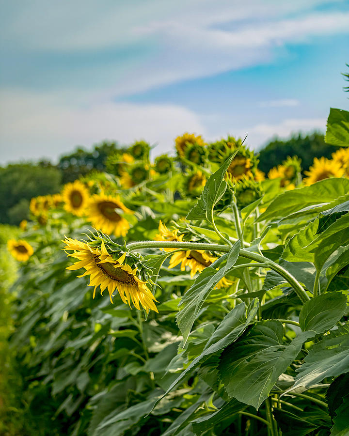Tired Sunflower  Photograph by Rick Nelson