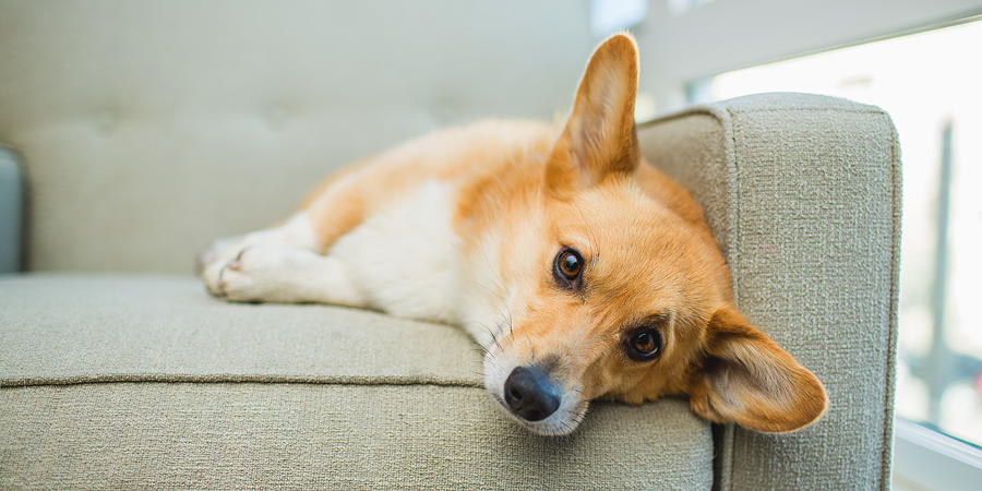 Tired Welsh Corgi dog rests on chair indoors Photograph by Purple Collar Pet Photography