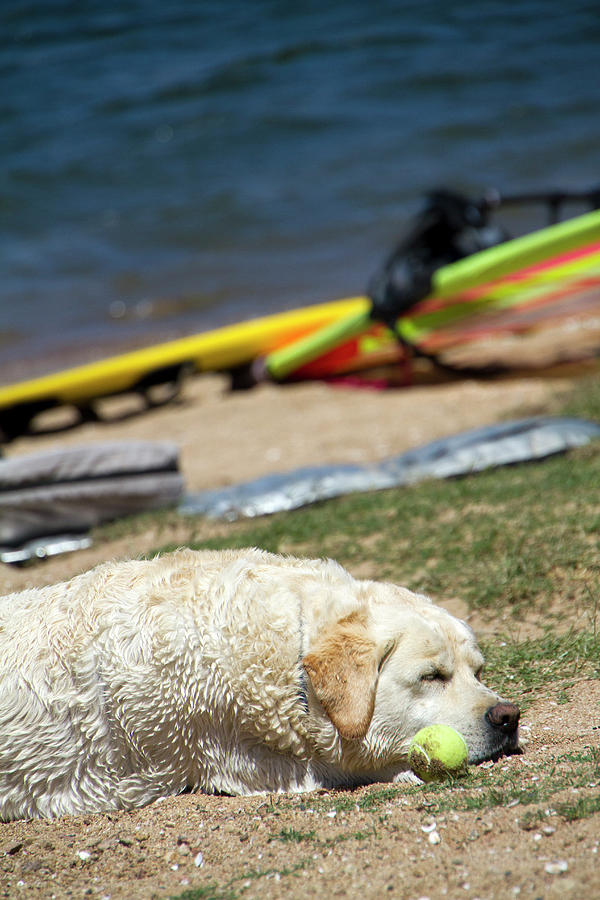 Tired White Labrador at the lake Photograph by Waterdancer