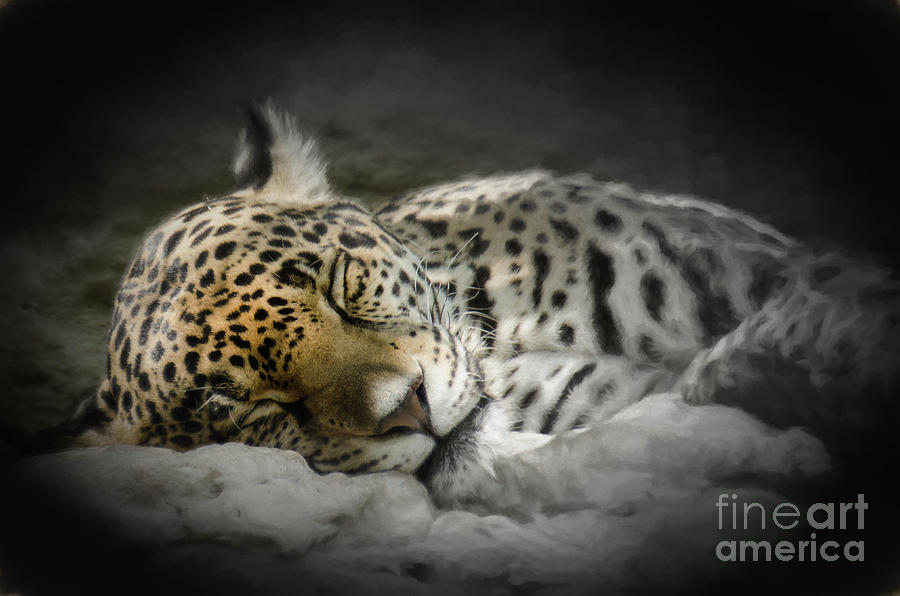 Leopard Photograph - Tis To Dream by John Kain