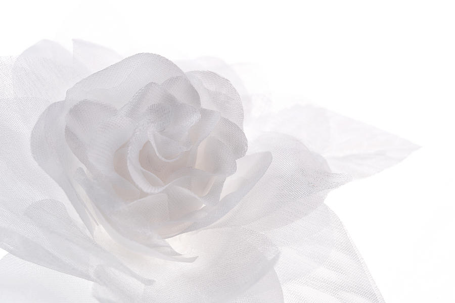 Tissue rose Photograph by Studio Box