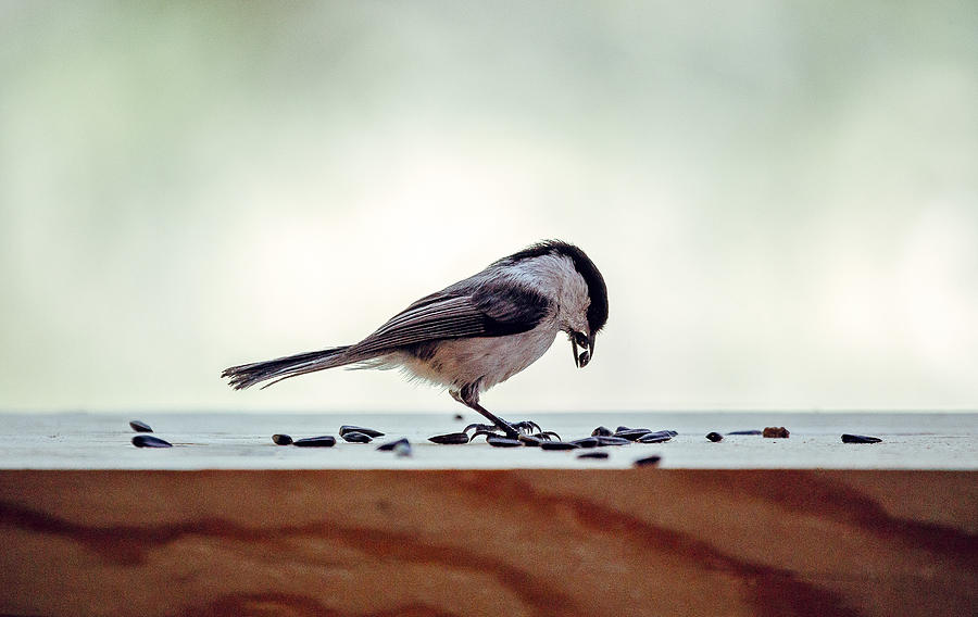 Tit Chickadee Eating Sunflower Seeds on Wood Photograph by Oxygen