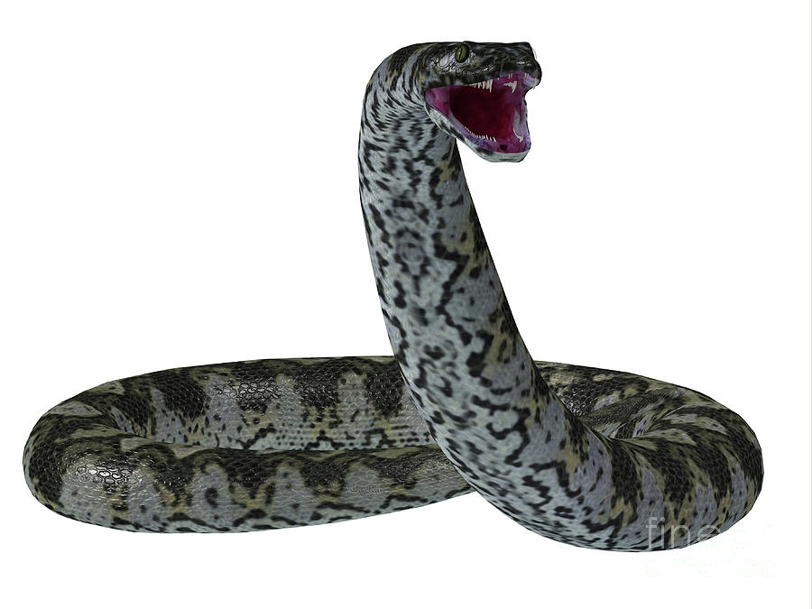 Titanoboa Snake on White Digital Art by Corey Ford