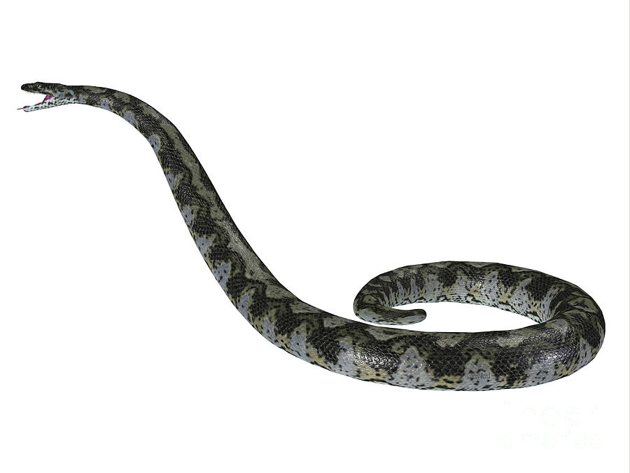 Titanoboa Snake Side Profile Digital Art by Corey Ford