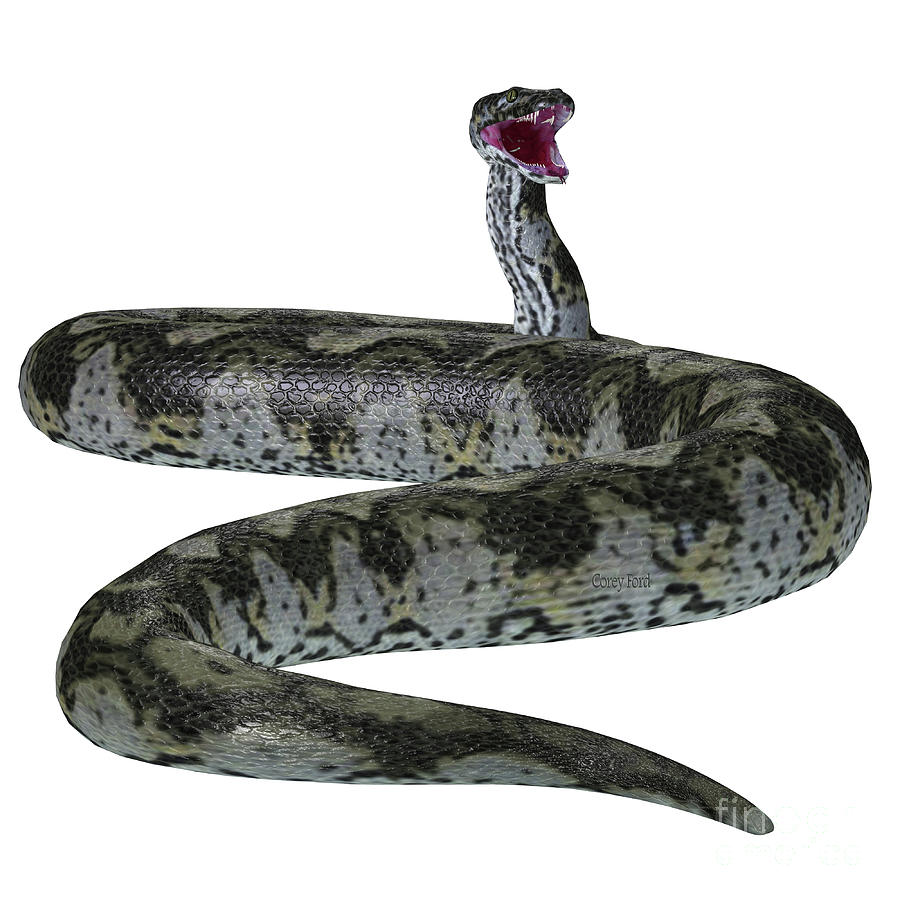 Titanoboa Snake Tail Digital Art by Corey Ford