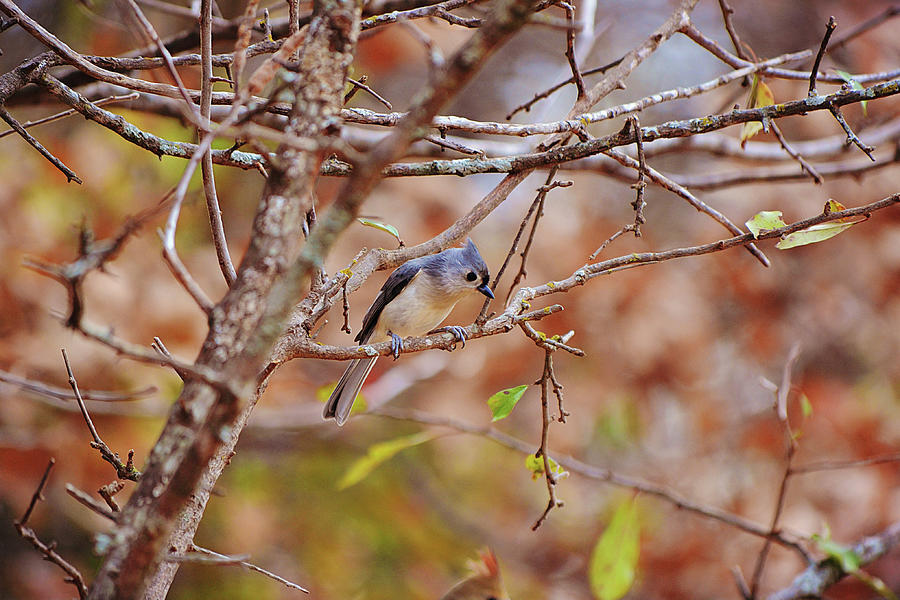 Titmouse Bird In The Fall Trees Photograph