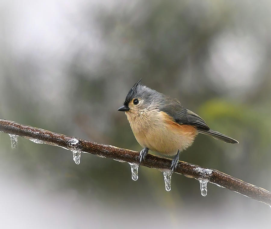 Titmouse in Winter  Photograph by Mary Lynn Giacomini