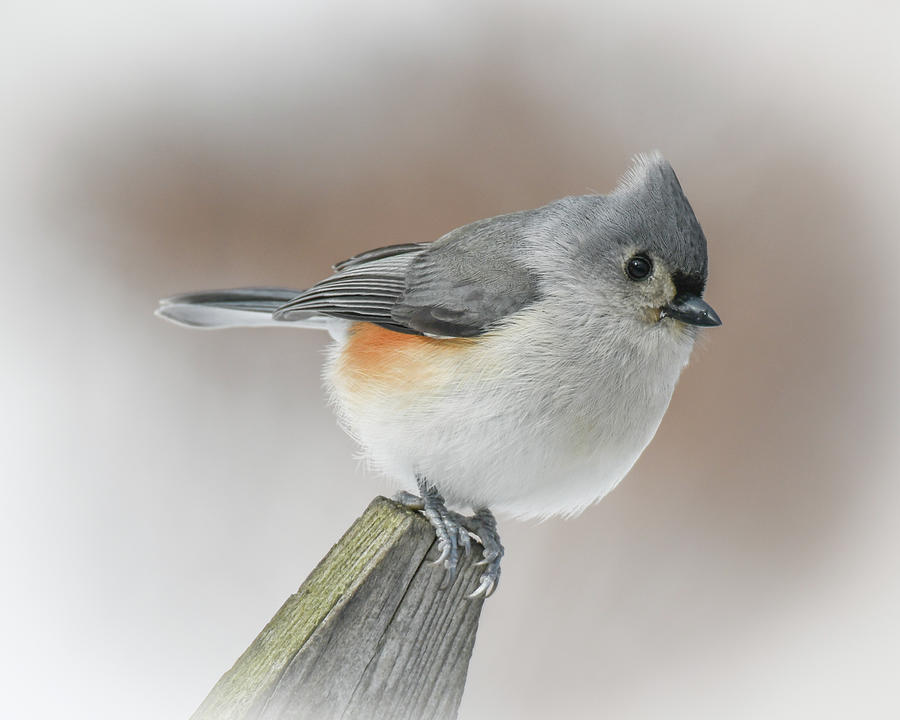Titmouse Photograph by Michelle Wittensoldner