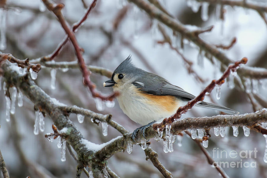 Nature Photograph - Titmouse Winter Scene by Rosanna Life