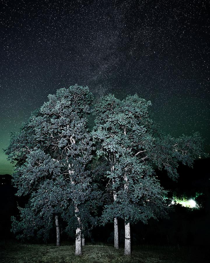 Tree Photograph - Trees Alight with Stars at Night by Frozen in Time Fine Art Photography