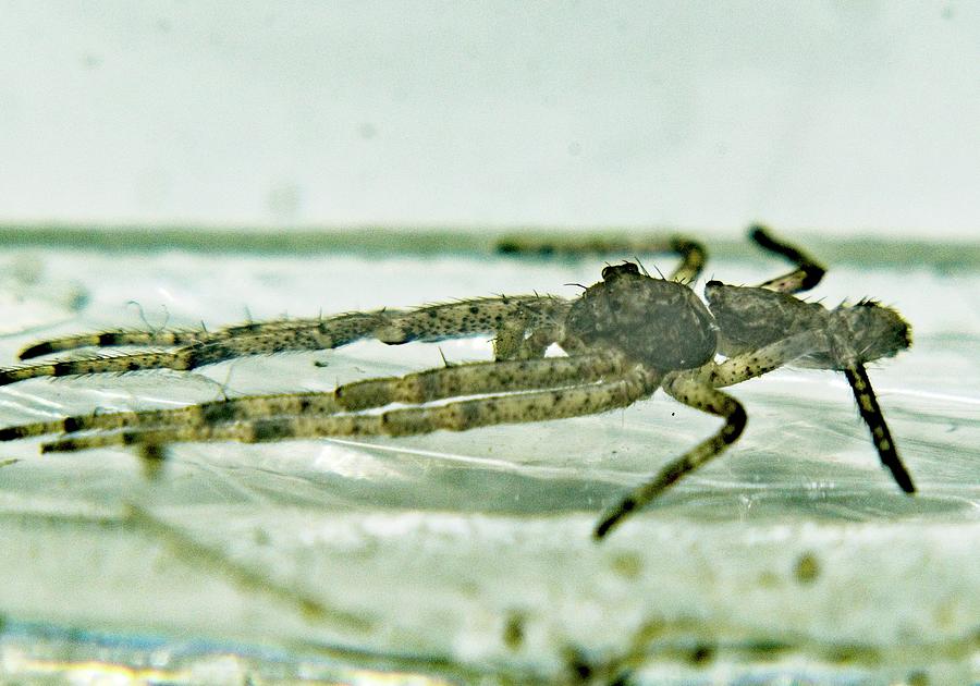 Tmarus Species Of Spider Photograph