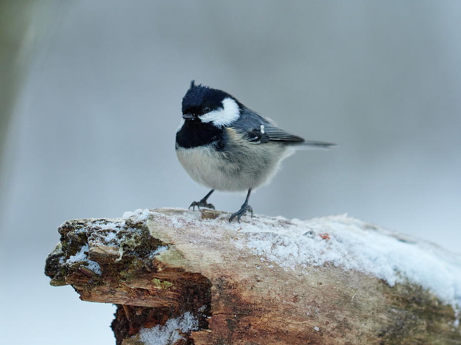 To be or not to be. Coal tit Photograph by Jouko Lehto