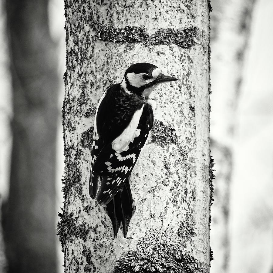 To be or not to be. Great spotted woodpecker bw Photograph by Jouko Lehto