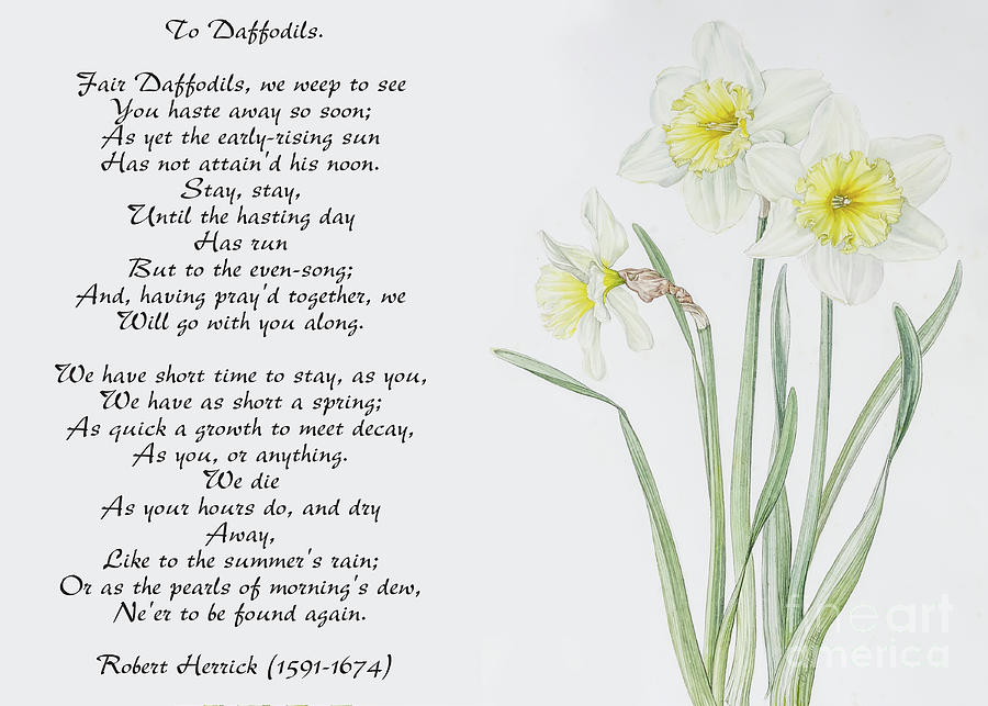 To Daffodils Poem Mixed Media by Olga Hamilton
