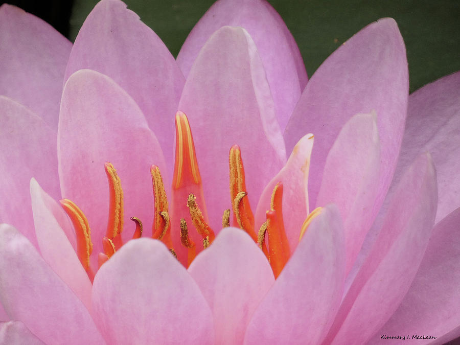To Feel A Waterlily Photograph by Kimmary I MacLean