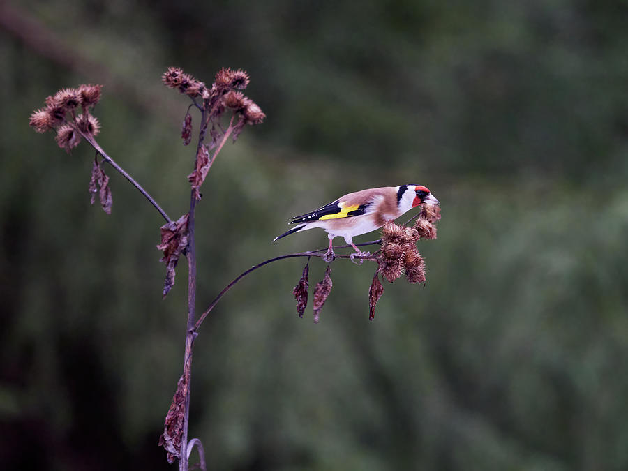 To Hold The Balance. European Goldfinch Photograph