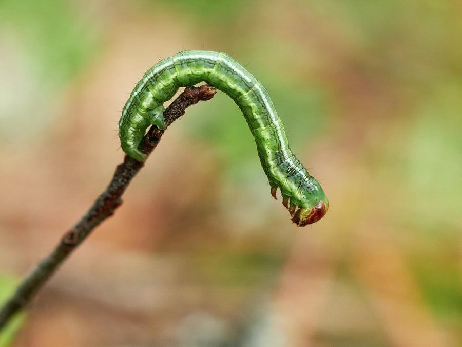 To jump or not. The small green caterpilar Photograph by Jouko Lehto