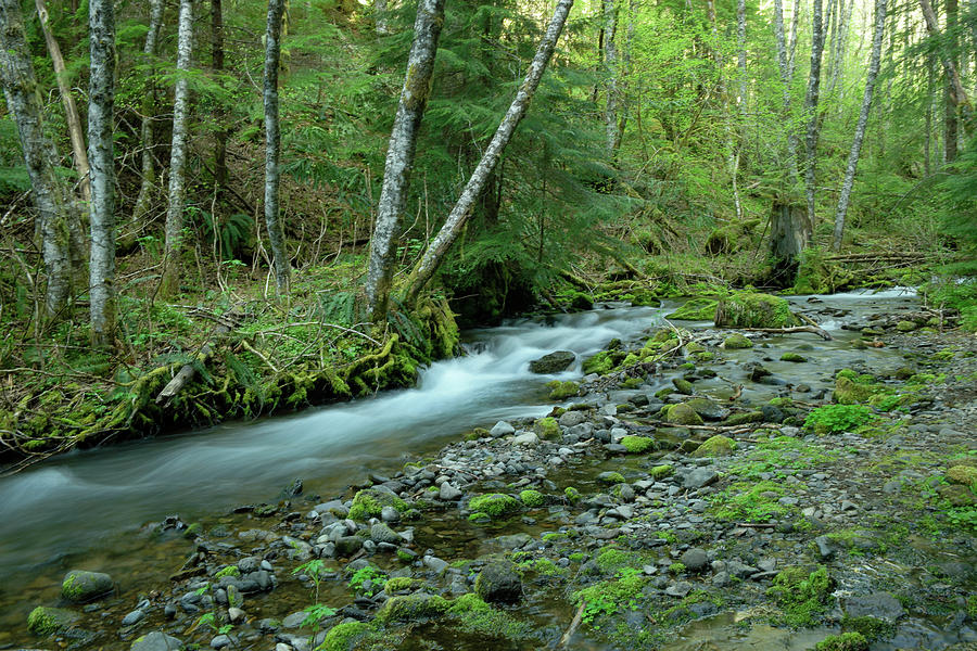 To Sit And Watch A Small Forest Stream Photograph By Jeff Swan Fine