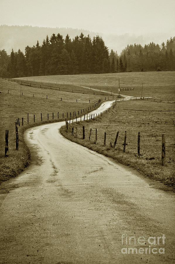 To The Forest Photograph By Michael Ziegler Fine Art America