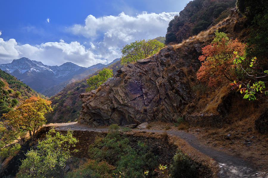 Tree Photograph - To the high mountains. Estrella path, Sierra Nevada. Autumn by Guido Montanes Castillo
