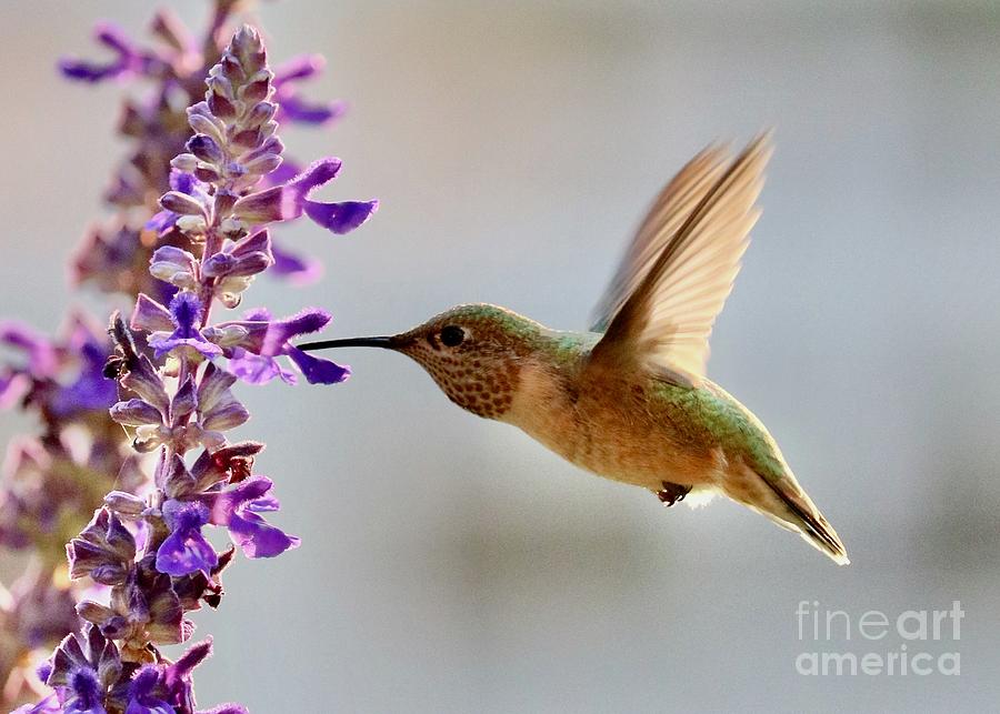 To the Point Hummingbird Photograph by Carol Groenen