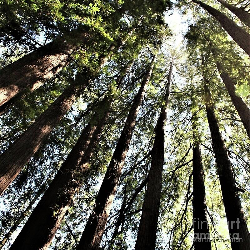 Redwoods Photograph - To the Top of the Redwoods by Martha Sherman