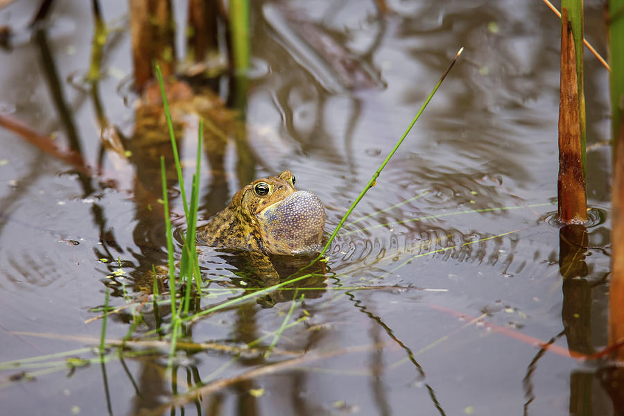 Toad Calling Photograph by Brook Burling