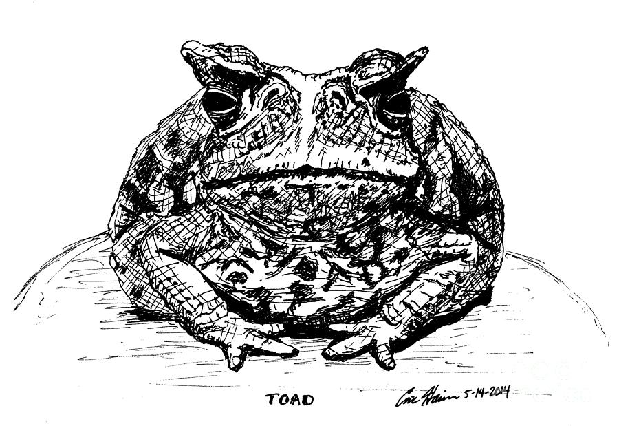 Toad Drawing by Eric Haines