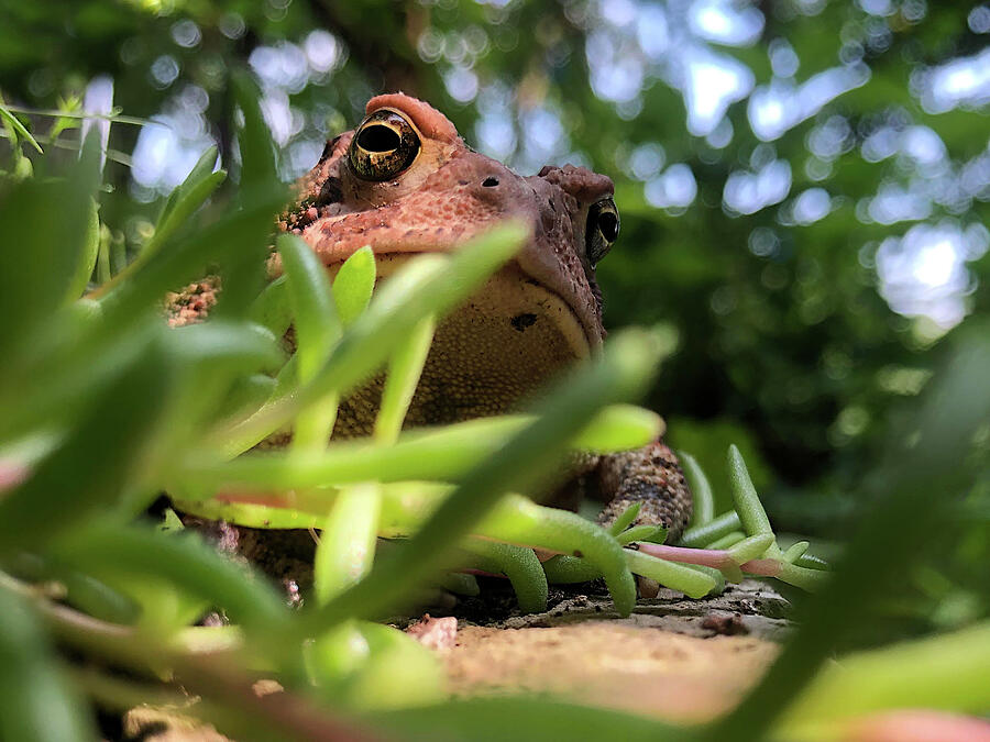Toad Eye View Photograph by Richard Reeve