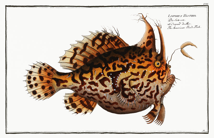 Toad Fish Mixed Media by World Art Collective