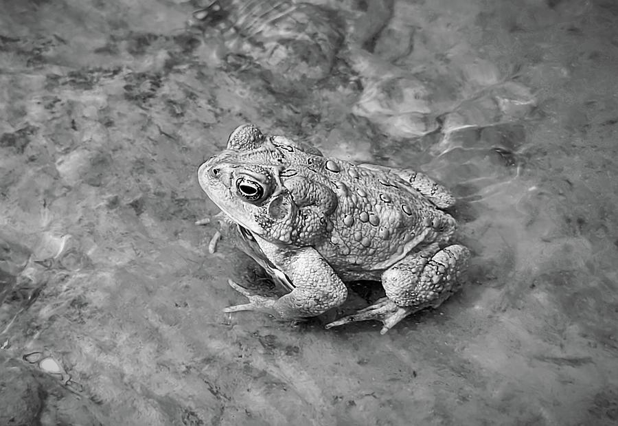 Toad in Black and White  Photograph by Ally White