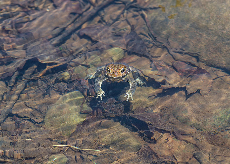 Toad In Water Photograph by Amelia Pearn