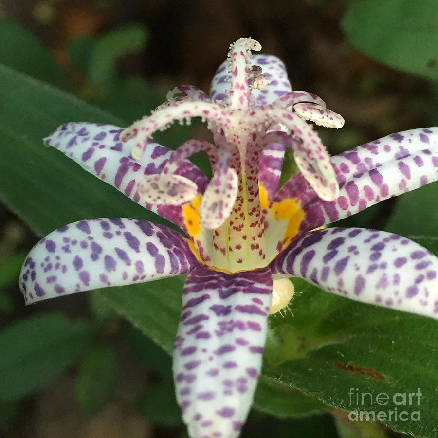 Toad Lily Photograph by Albert Massimi