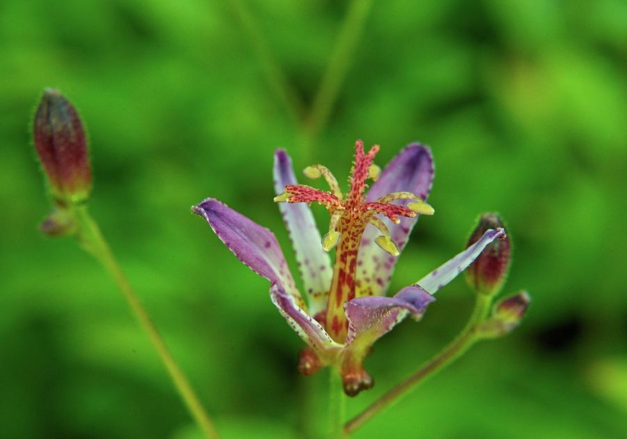 Toad Lily And Buds Photograph