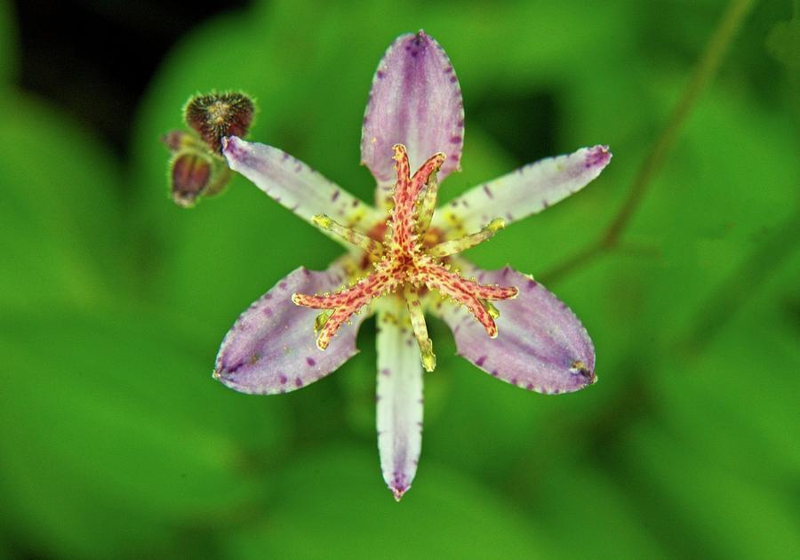 Toad Lily Front And Center Photograph