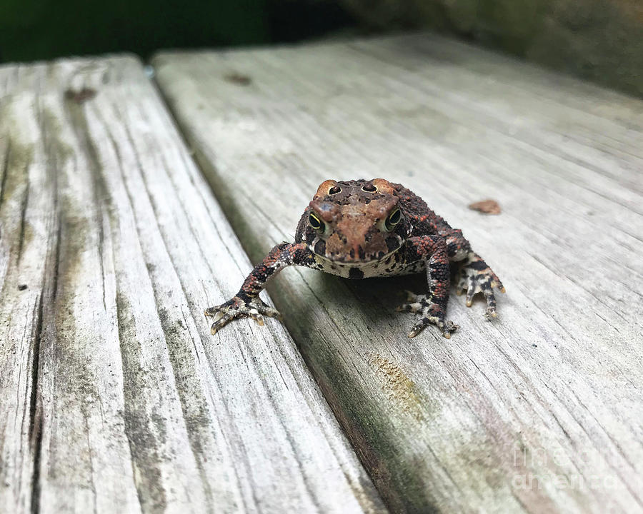 Nature Photograph - Toad. My Best Friend in the Garden. The Victory Garden Collection. by Amy E Fraser