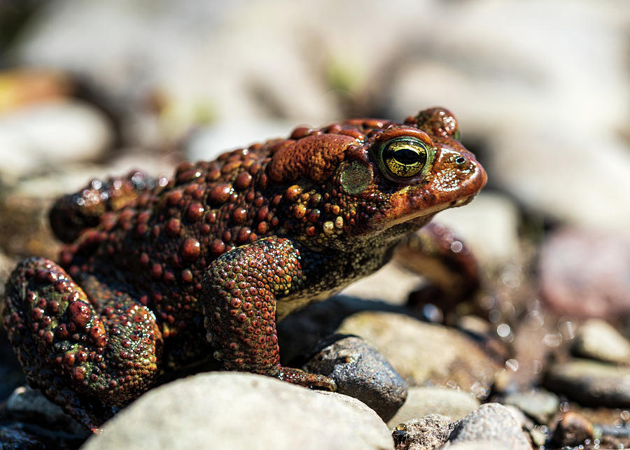 Toad on Stones Photograph by Amelia Pearn