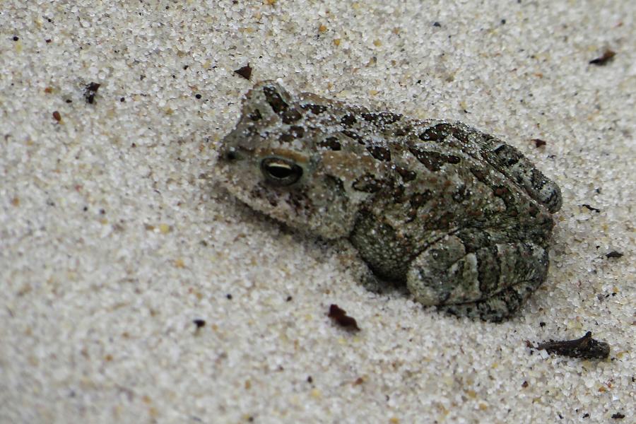 Toad on the Beach Digital Art by Gnu Attitude - Fine Art America