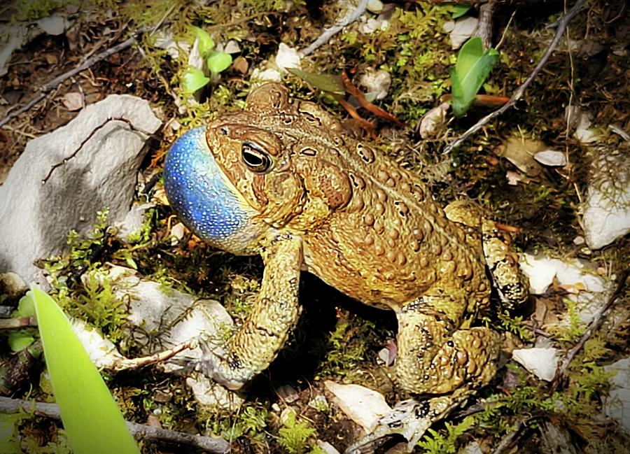 Toad Singing  Photograph by Ally White