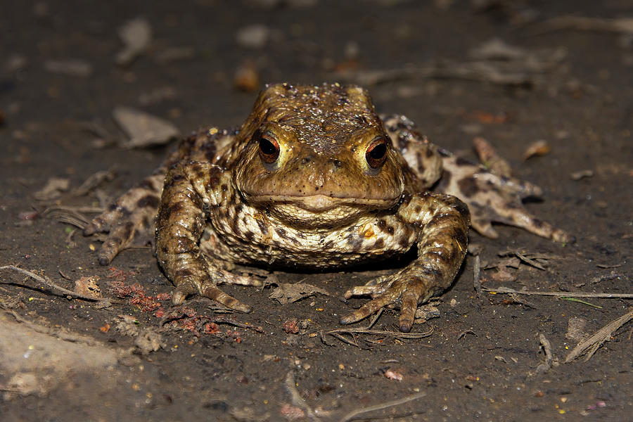 Toad stare Photograph by Steev Stamford