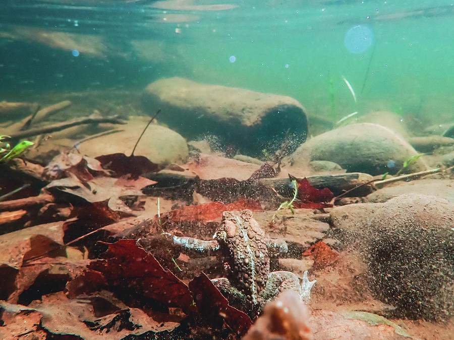 Toad Underwater Photograph by Amelia Pearn