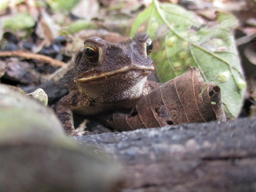 Toad Photograph by W Craig Photography