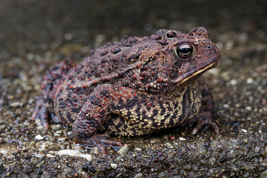 Toadal Camoflage - A colorful American toad resting on a wet concrete surface matching his skin Photograph by Peter Herman