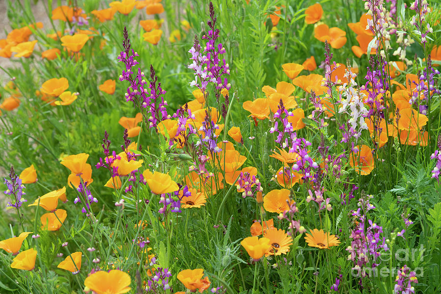 Toadflax and California Poppies Photograph by Tim Gainey