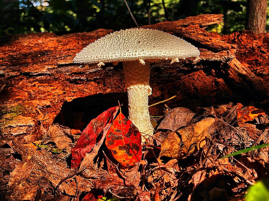 Toadstool in the woods Photograph by Stephen Dorton