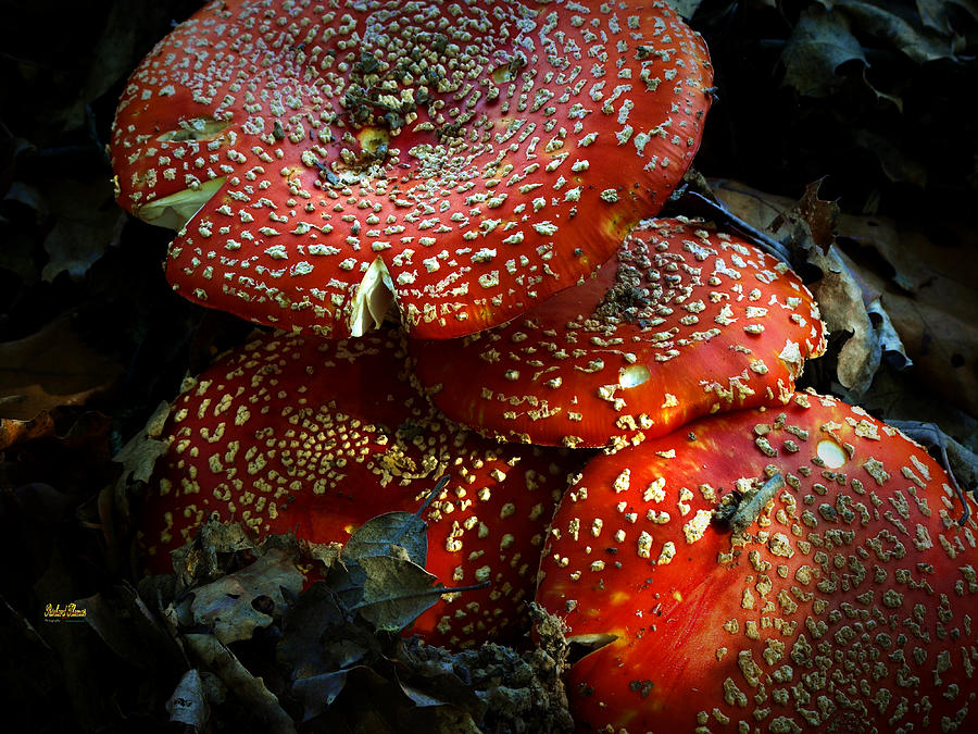 Toadstool Surprise Photograph by Richard Thomas