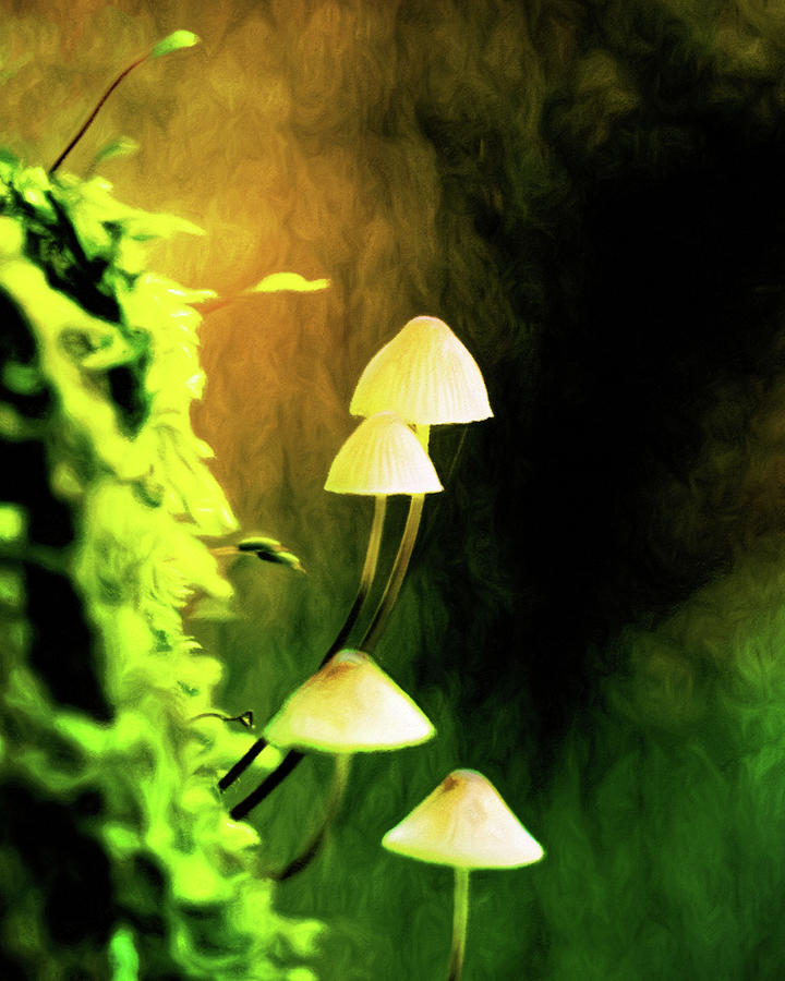 Toadstools in the Moss Digital Art by Susan Maxwell Schmidt