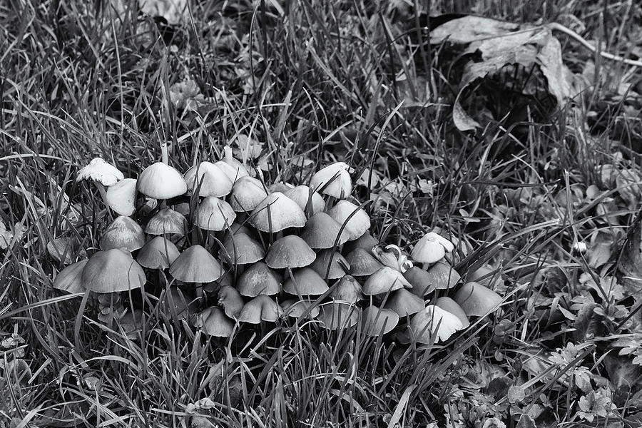 Toadstools Monochrome Photograph by Jeff Townsend
