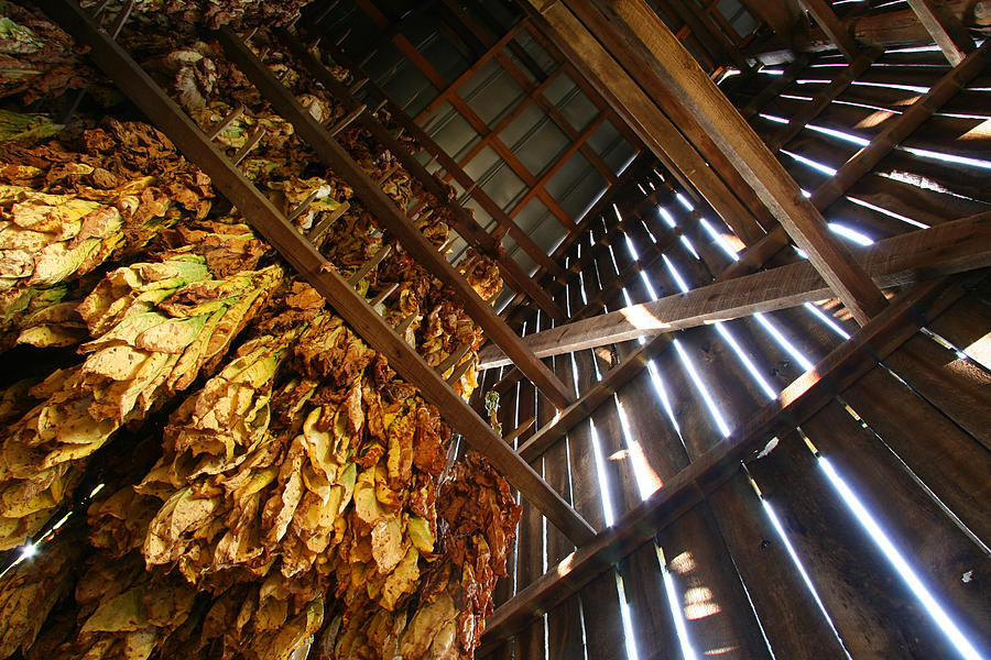 Tobacco Barn, Looking Up 01 Photograph by Andydidyk