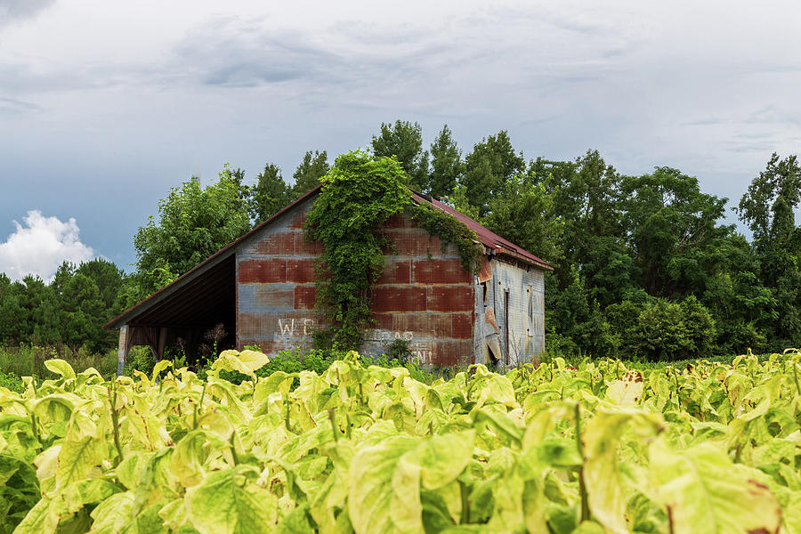 Tobacco Country Photograph by Charles Hite